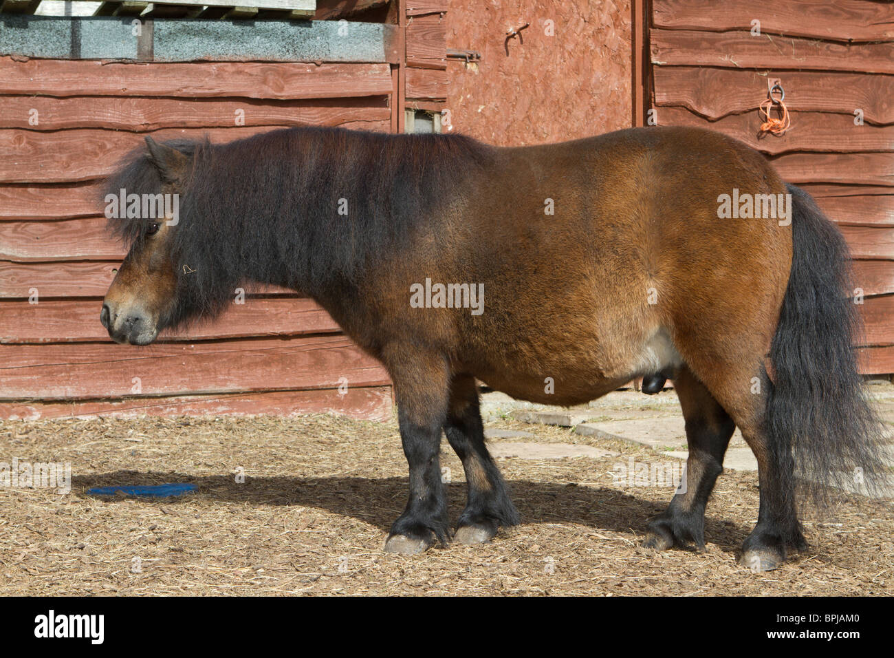 Portrait eines älteren weiblichen pet Bay farbigen Miniatur Pony Stockfoto