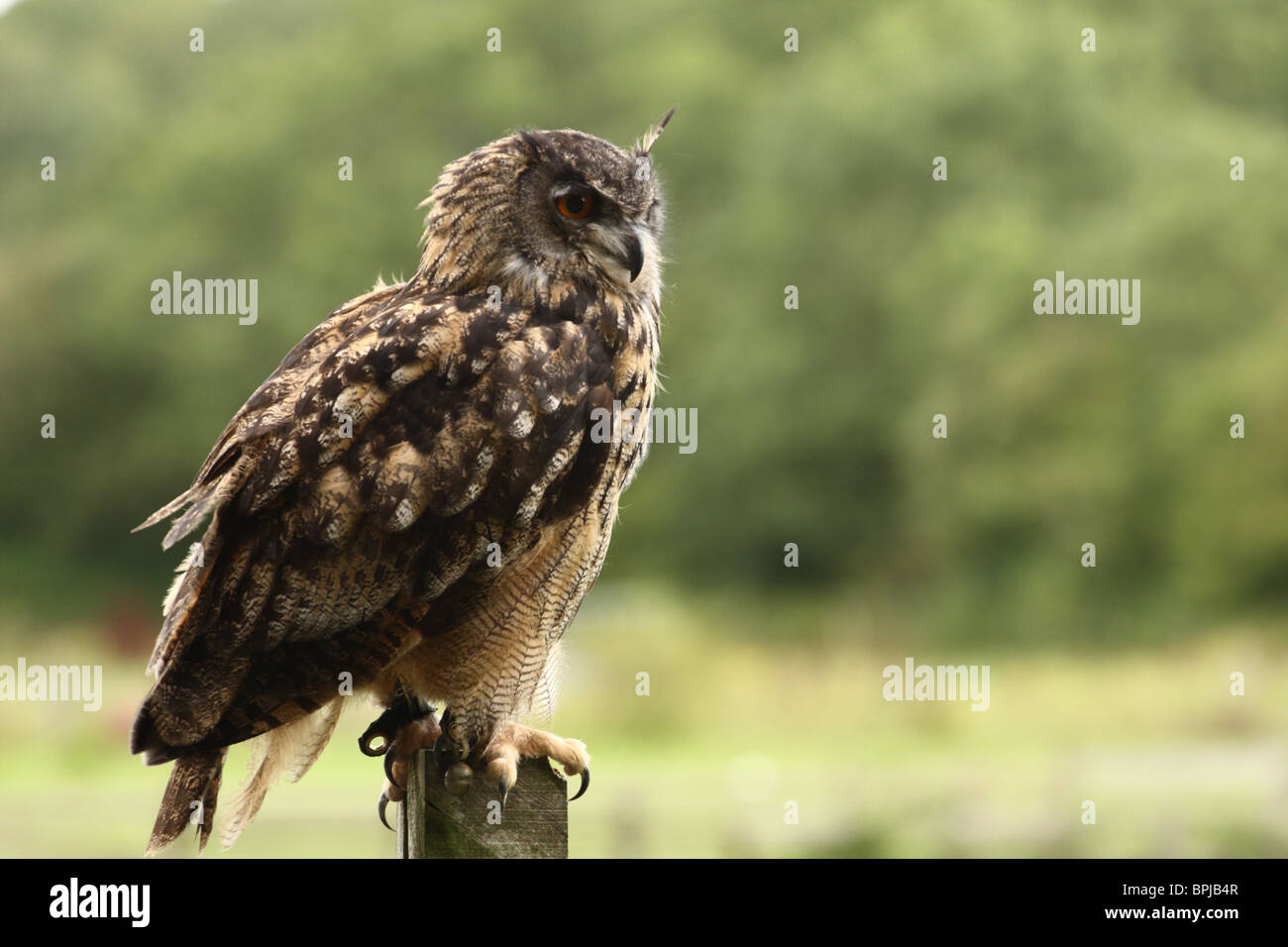 Eurasische Uhu am Welsh Hawking Zentrum Stockfoto