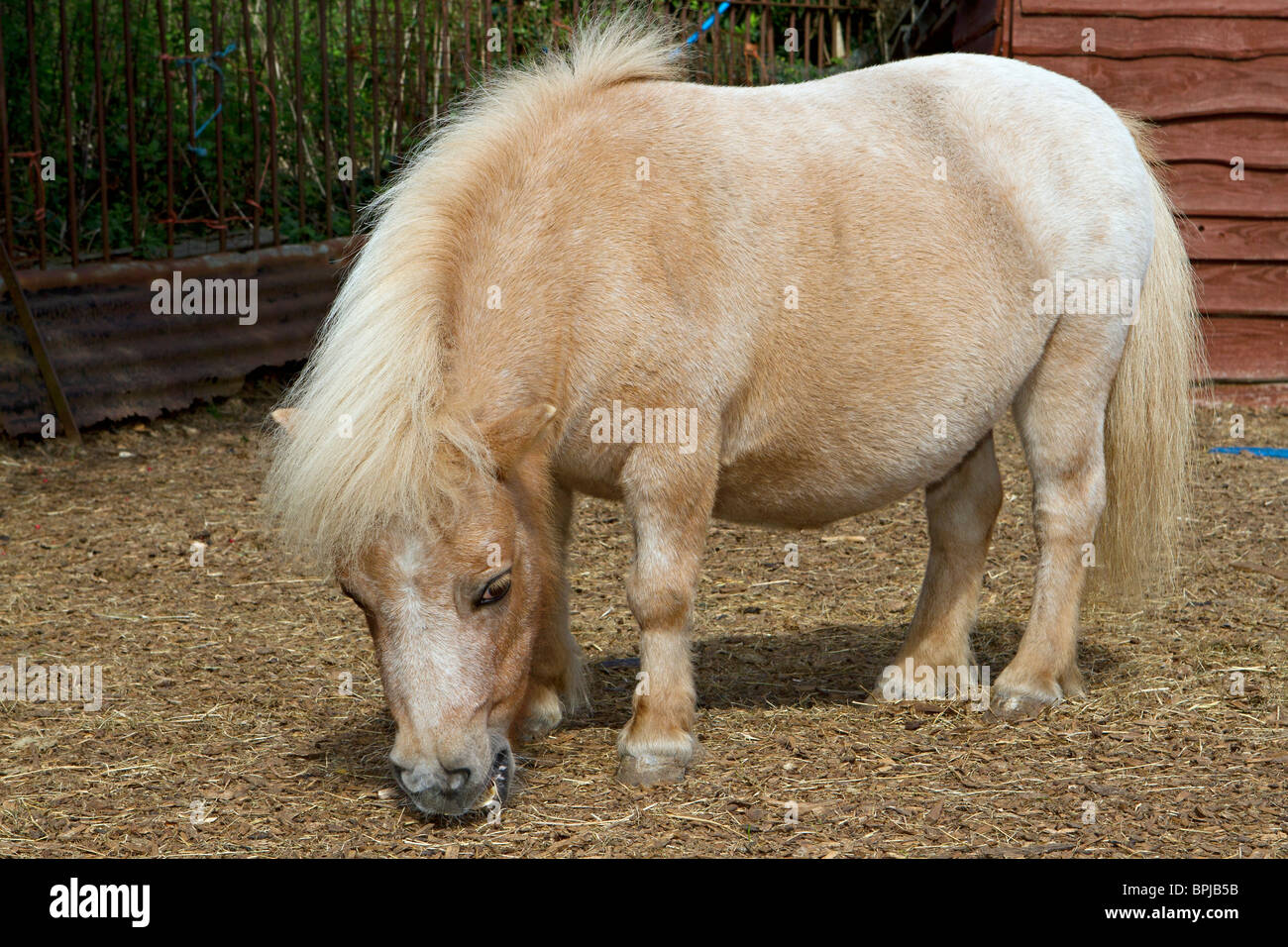 Porträt von einem süßen Haustier Miniature Shetland Pony im Stall Hof in Sussex, UK Stockfoto