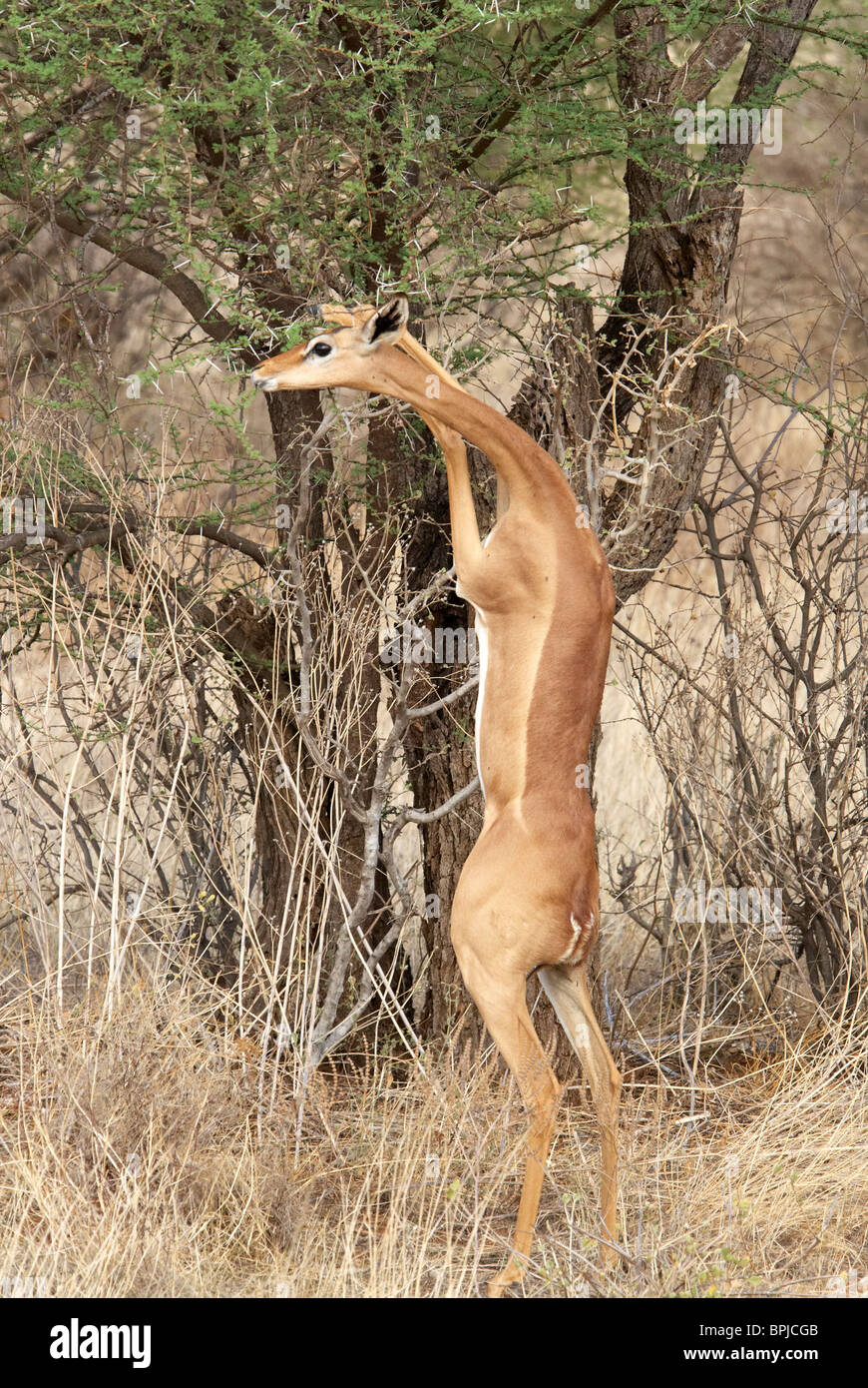 Gerenuk Essen vom Baum Stockfoto