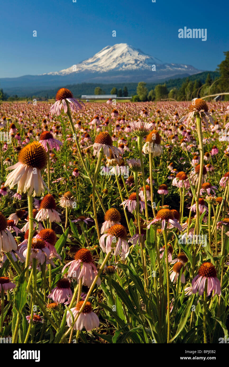 Mt Adams Kegel Blumen, Trout Lake, Washington, USA Stockfoto