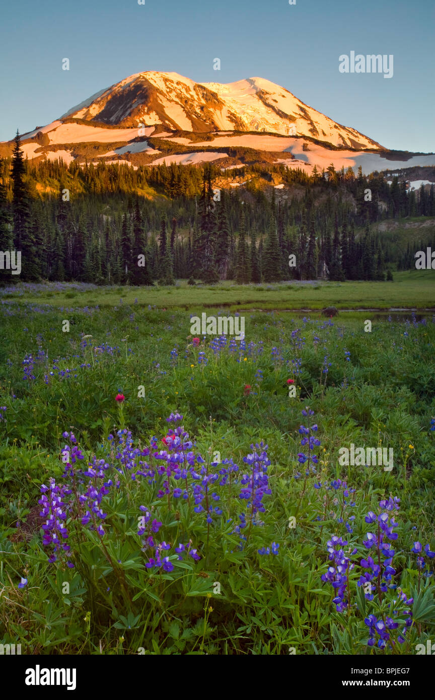 Mt. Adams Wildnis und Wiese, Washington, USA Stockfoto