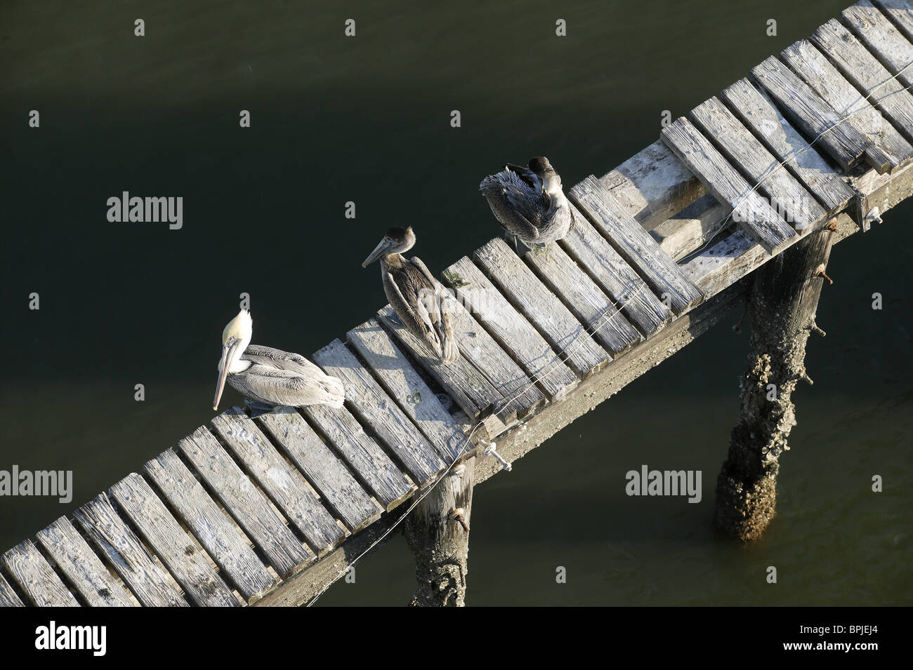 Pelikane am Lazaretto Creek, Tybee Island, Savannah, Georgia, USA Stockfoto