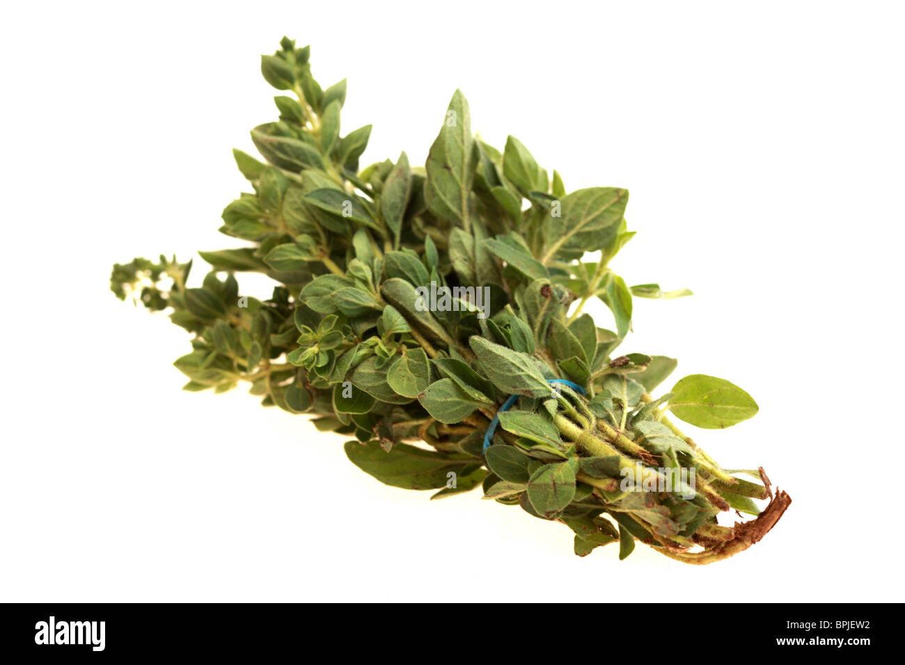 Frische, gesunde Bündel von Oregano Kochen Kräuter gegen einen weißen Hintergrund mit Freistellungspfaden und keine Leute Stockfoto