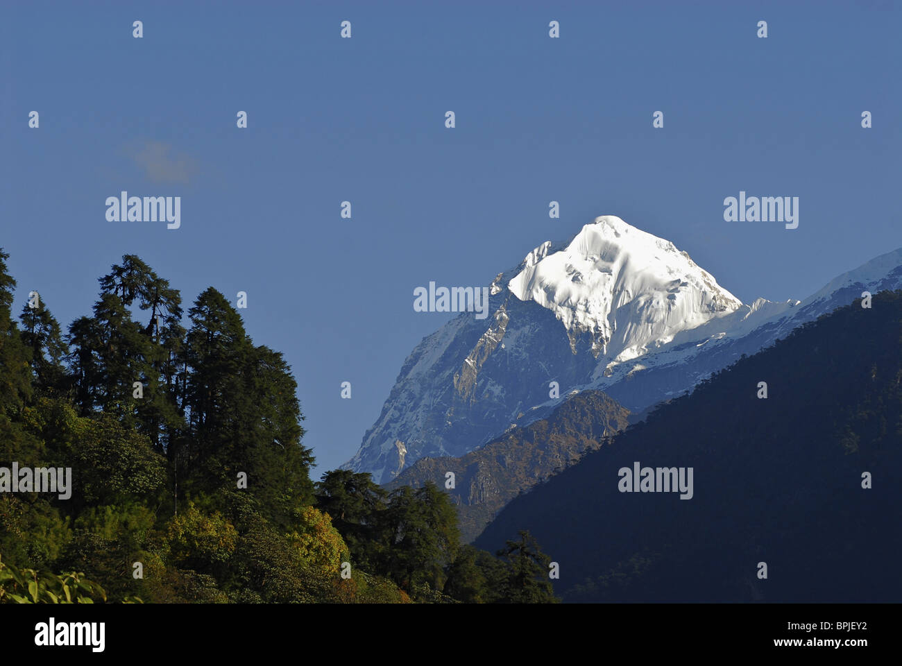 Blick auf Mount Pandim im Sonnenlicht, Wandern Sie in Richtung Gocha La Kangchenjunga Region, Asien, Nord-Indien, Sikkim, Himalaya Stockfoto