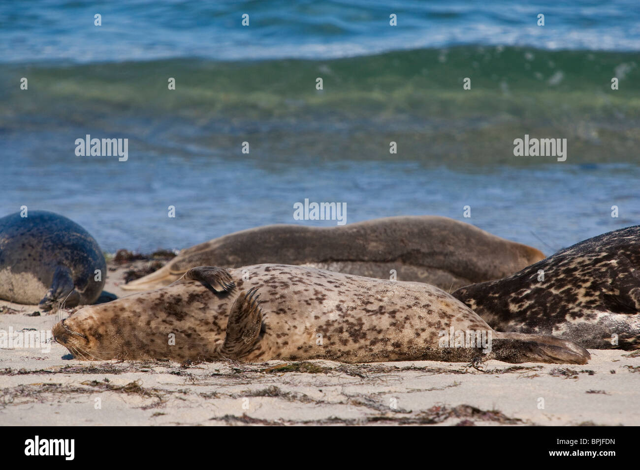 La Jolla Seehunde Phoca Vitulina Richardsi auf Casa Beach in La Jolla, Kalifornien, USA Stockfoto