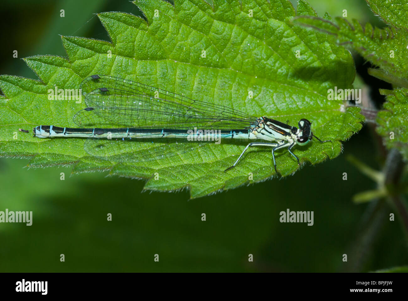 Die Variable Damselfly (Coenagrion Pulchellum) Stockfoto