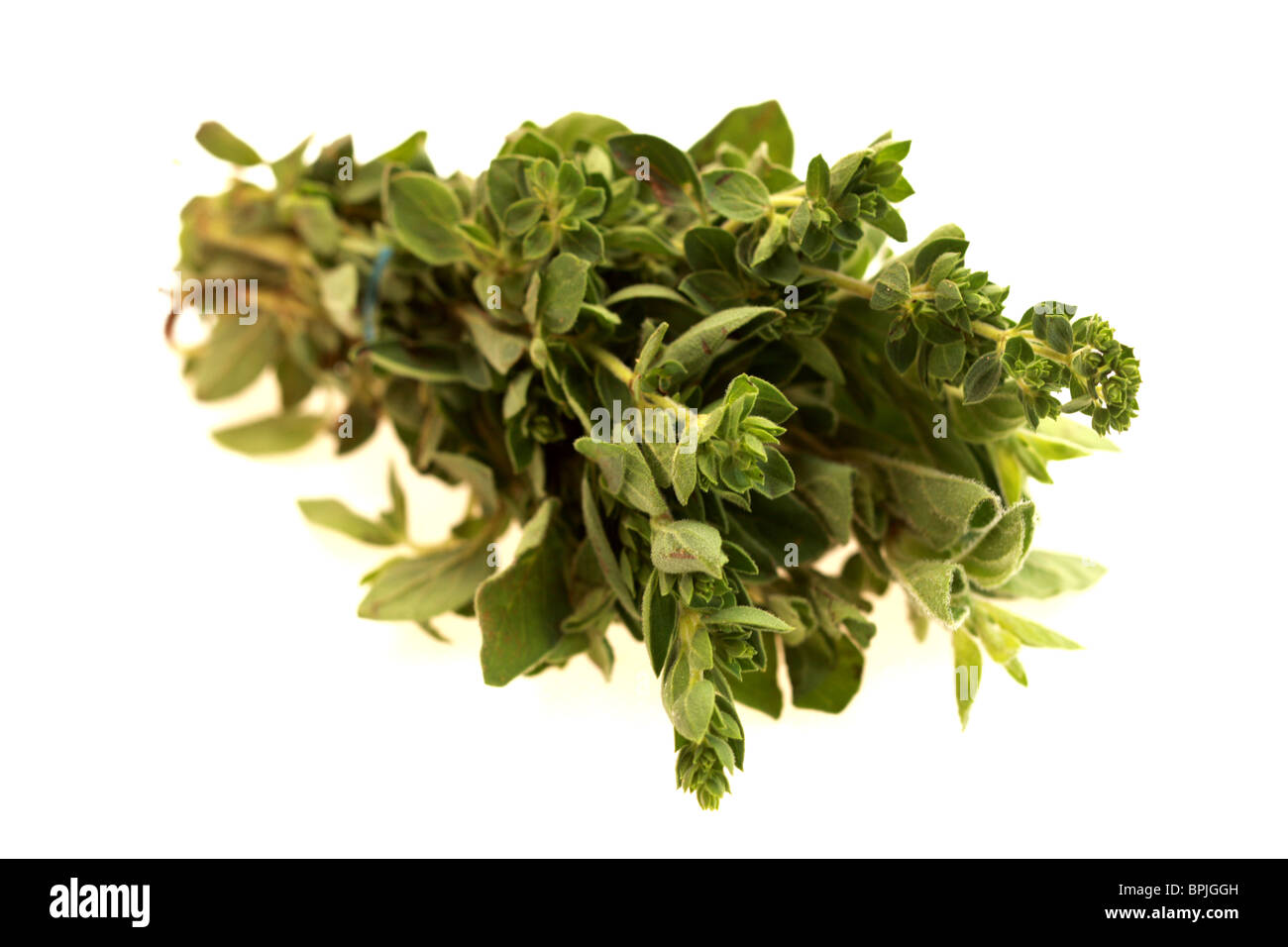 Frische, gesunde Bündel von Oregano Kochen Kräuter gegen einen weißen Hintergrund mit Freistellungspfaden und keine Leute Stockfoto