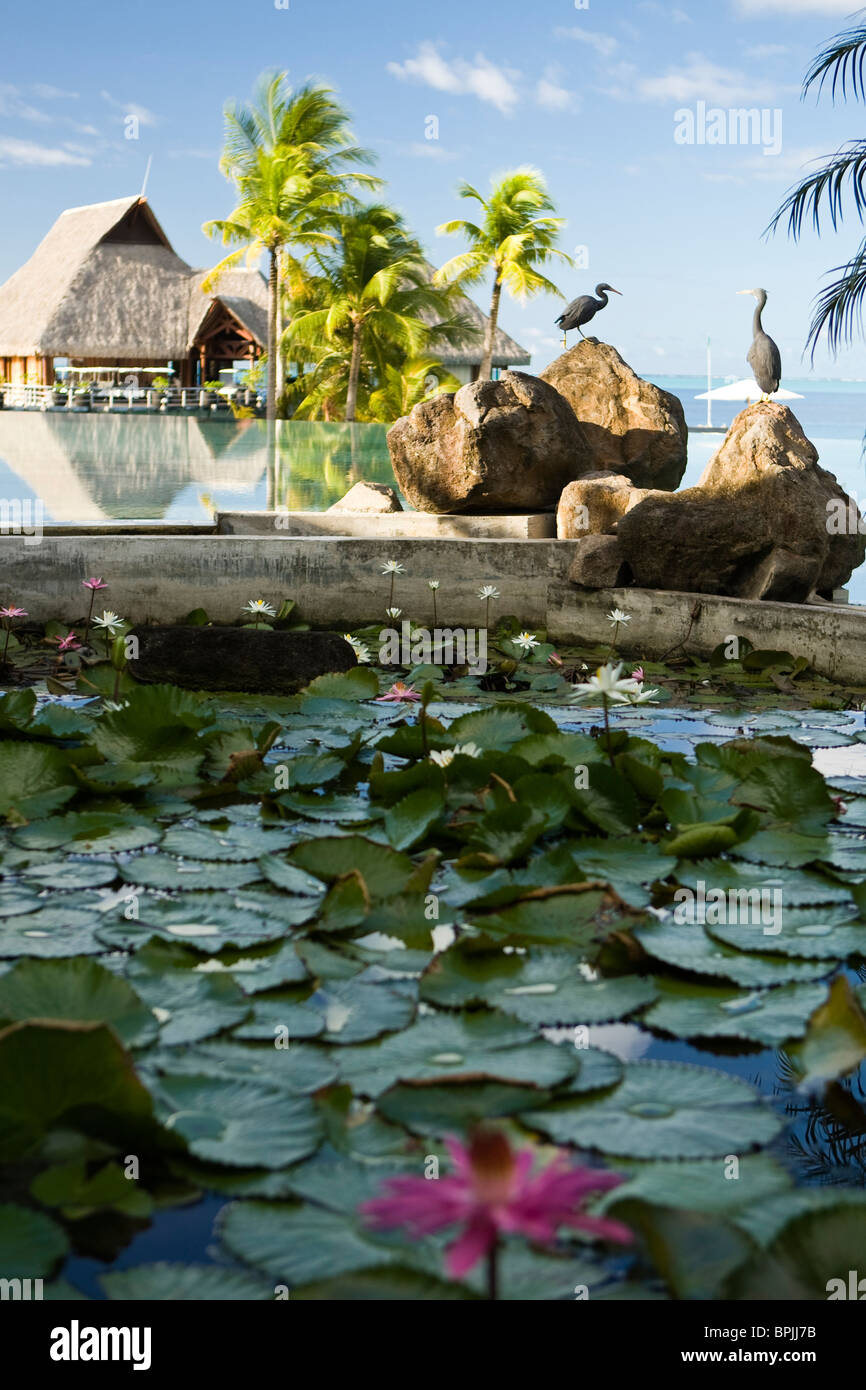 Pool-Bereich des Bora Bora Nui Resort. Stockfoto