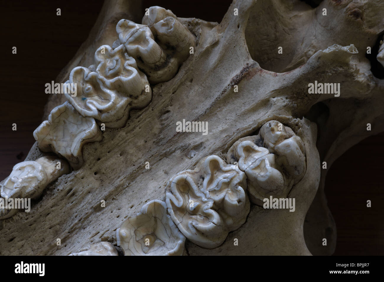 Old School Science Lab Probe Großwild Totenkopf - Nilpferd zeigt hinteren oberen Zähne zum Schleifen von vegetation Stockfoto