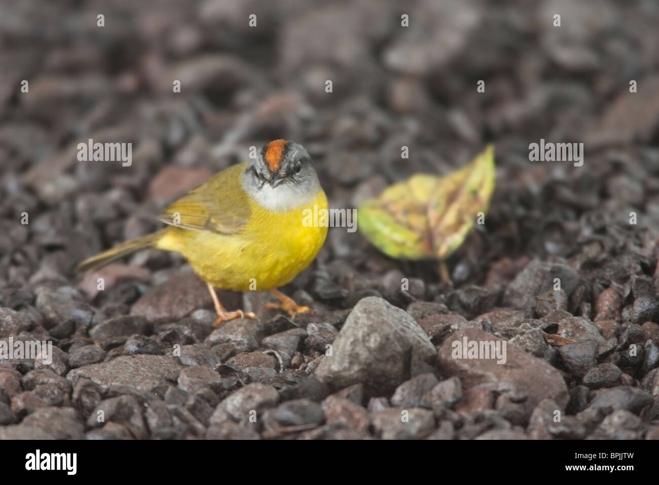 Rotbraun-gekrönter Warbler (Basileuterus Coronatus Elatus) Stockfoto