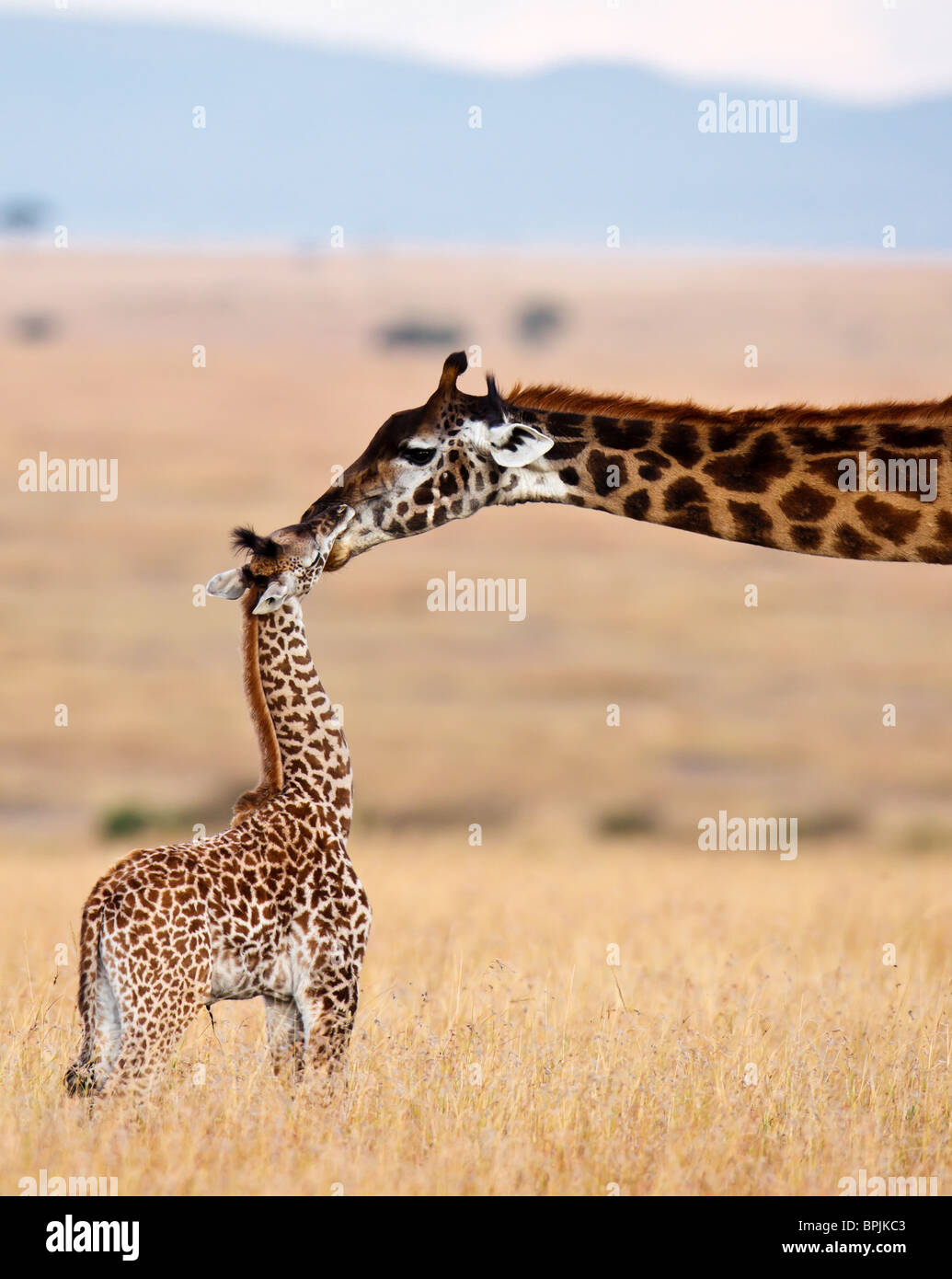 Tierwelt, Masai Mara, Kenia, Afrika Stockfoto
