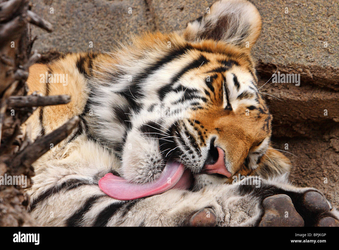 große sibirische Tiger lecken und waschen sich mit Zunge Closeup im zoo Stockfoto