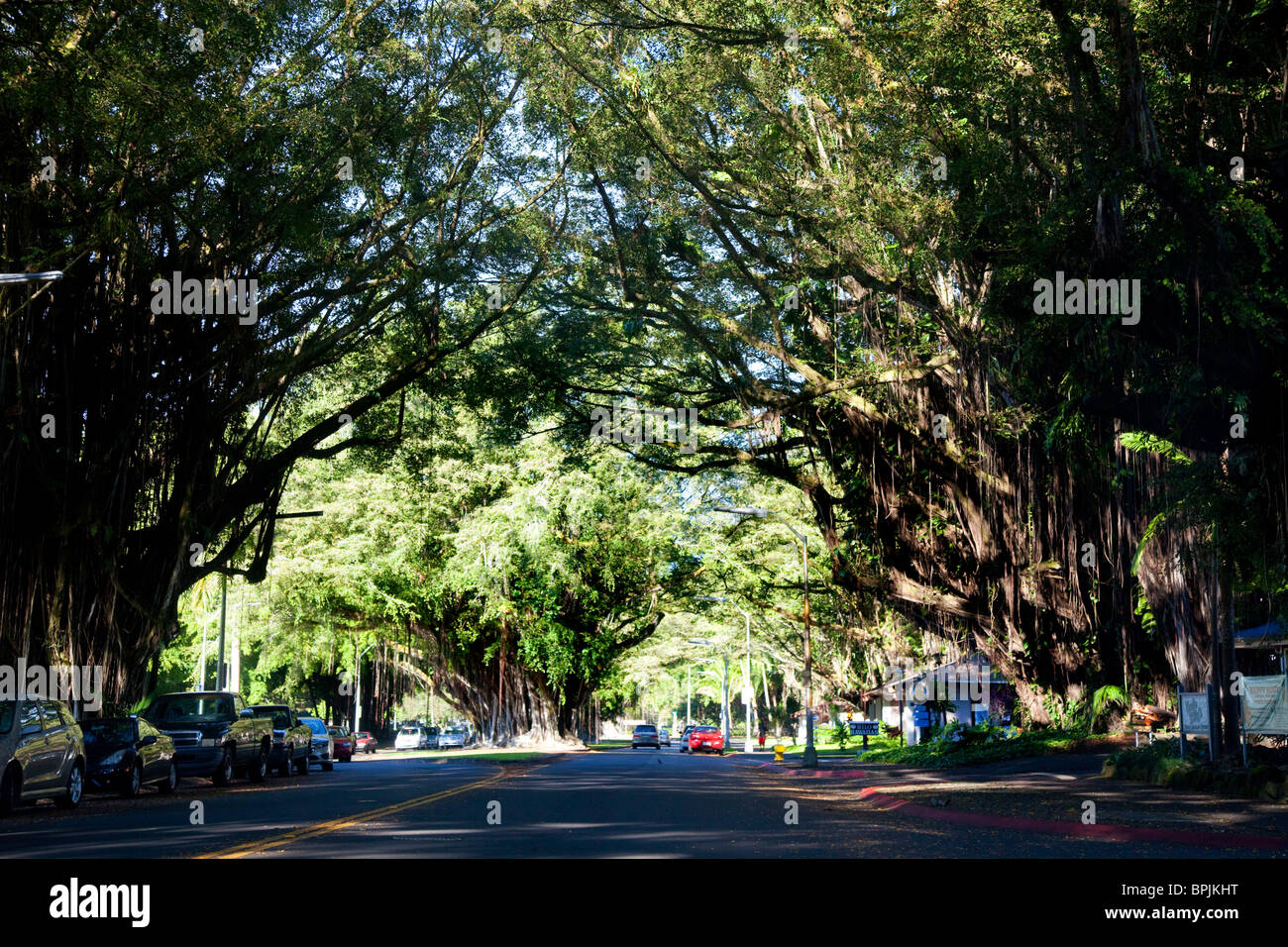 Banyan Tree Tunnell Laufwerk, Hilo, Insel Hawaii Stockfoto