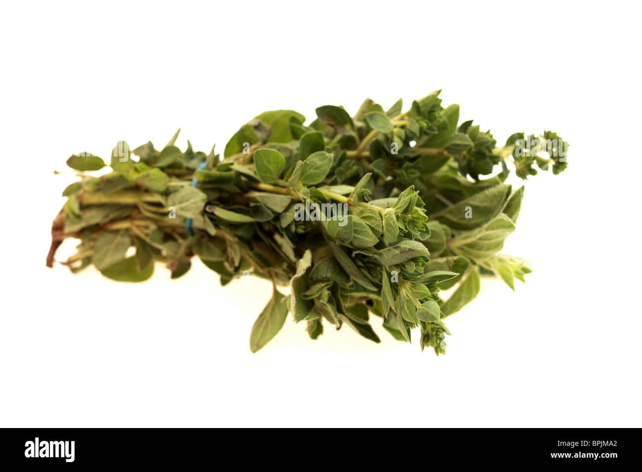 Frische, gesunde Bündel von Oregano Kochen Kräuter gegen einen weißen Hintergrund mit Freistellungspfaden und keine Leute Stockfoto