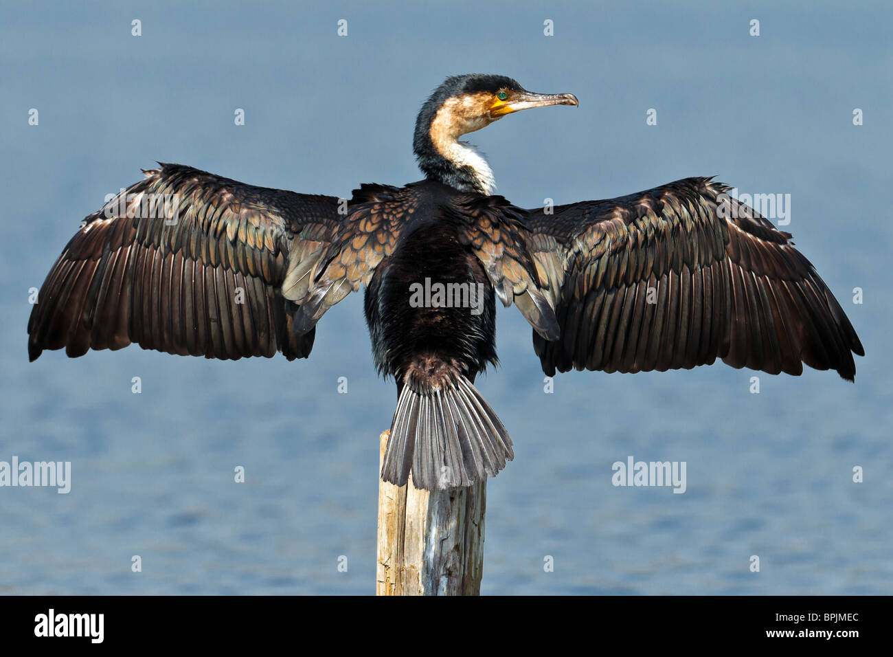 Kormoran trocknet Flügel, Lake Naivasha, Kenia Stockfoto