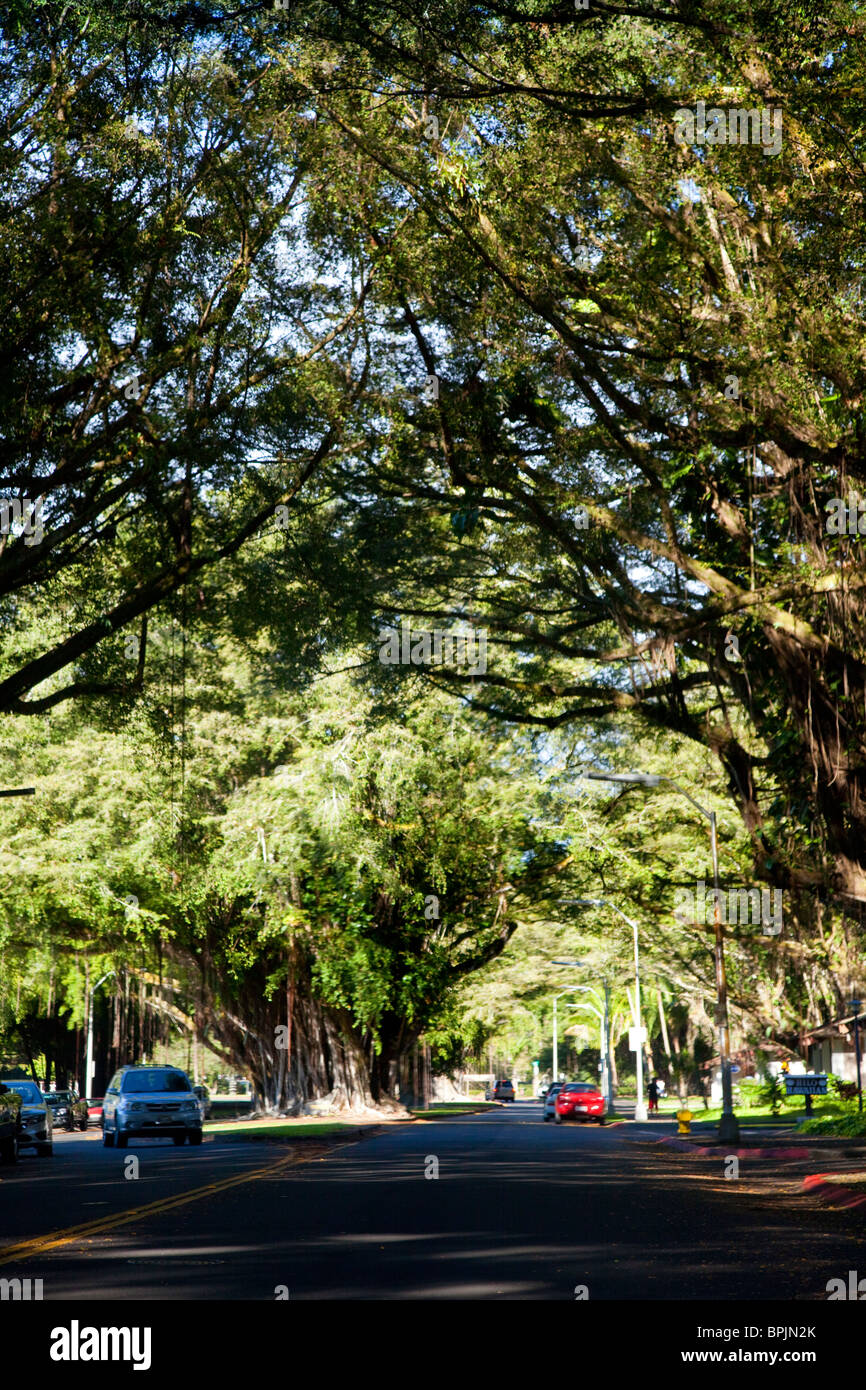 Banyan Tree Tunnell Laufwerk, Hilo, Insel Hawaii Stockfoto