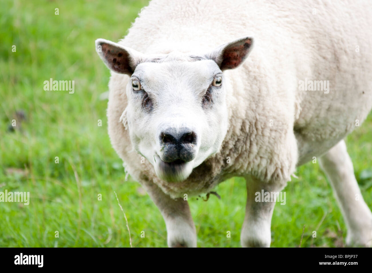 Lustige Schafe Stockfoto