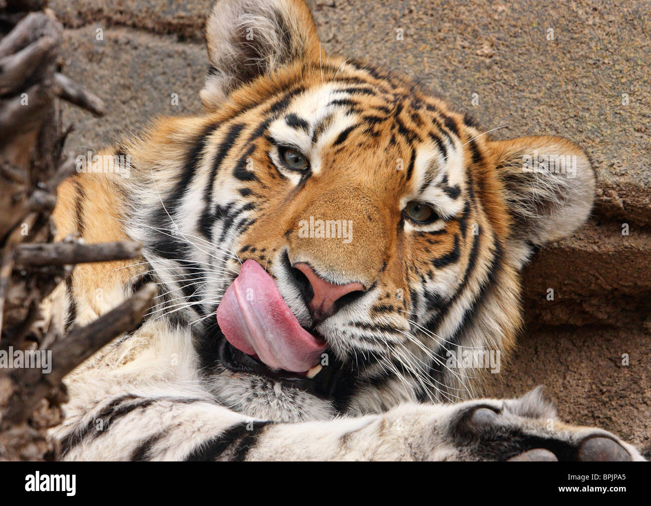 großen Hunger sibirische Tiger Nahaufnahme Kopfschuss mit lecken Koteletts Stockfoto