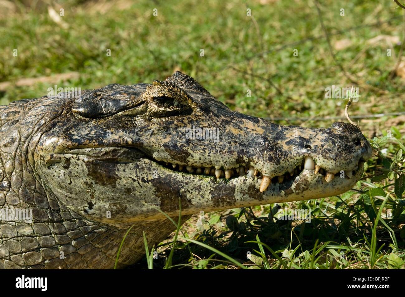 Brillentragende Caimen, Caiman Crocodilus vom Flussufer im Pantanal, Brasilien. Stockfoto