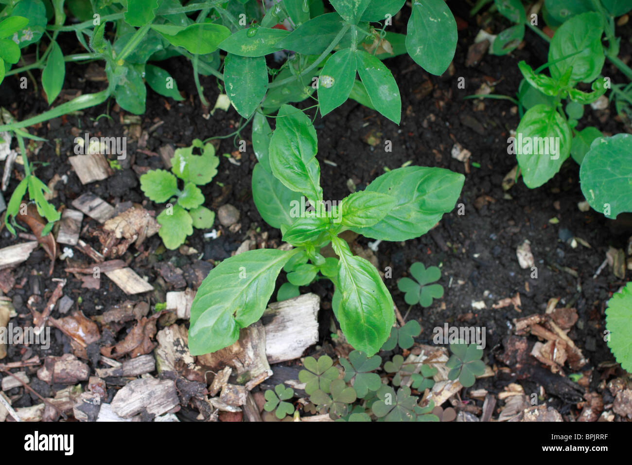 Grün Alkanet, Pentaglottis Sempervirens, mehrjährige Pflanze, Mitglied der Familie der Boraginaceae. Ursprünglich aus Süd-West Frankreich und der iberischen Halbinsel, aber ist jetzt überall auf den britischen Inseln eingebürgert. Auch bekannt als immergrüne Bugloss, Familie: Boraginaceae Stockfoto