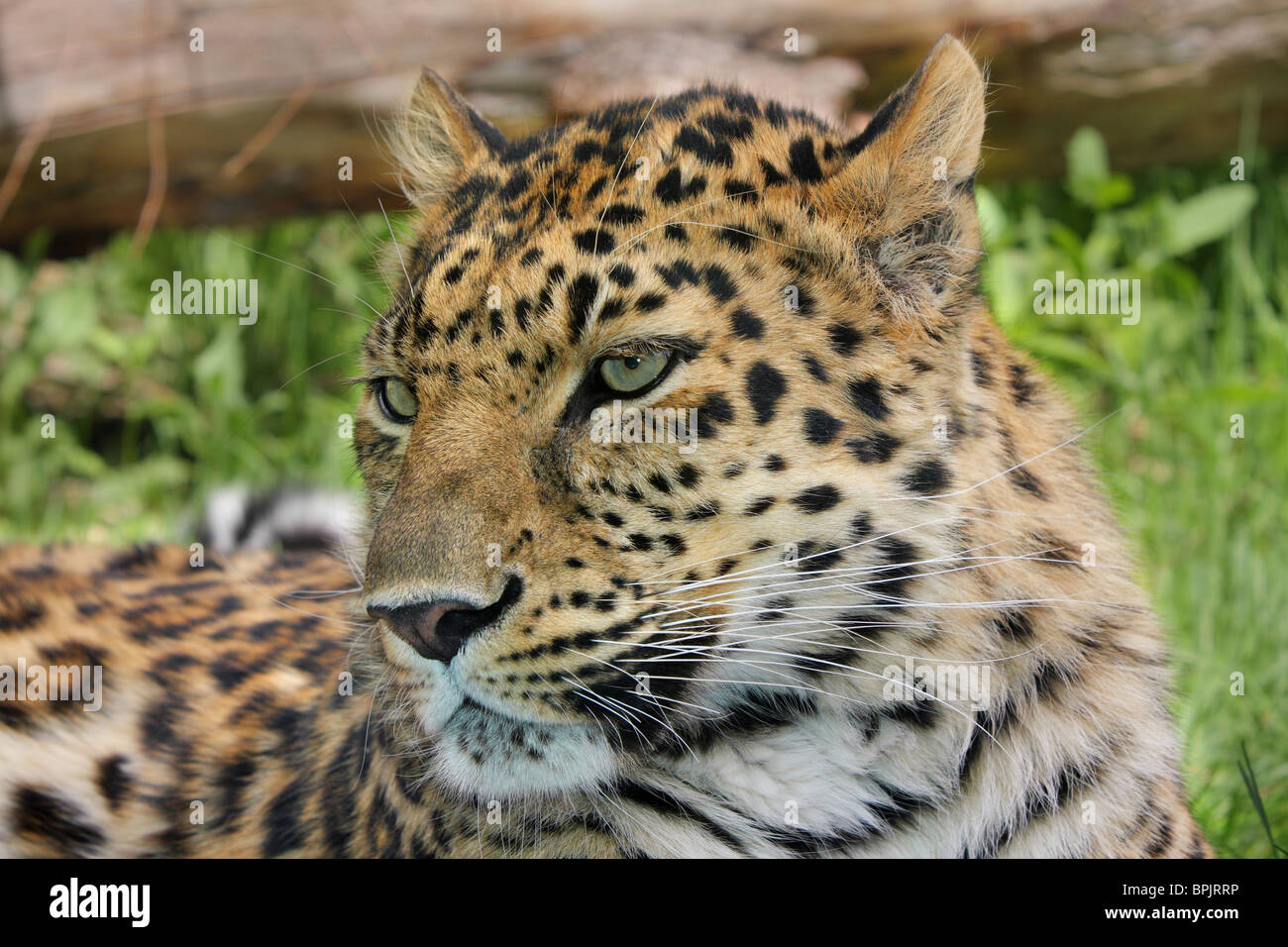 Männliche Leoparden Nahaufnahme zeigt Gesicht Details und Muster Stockfoto