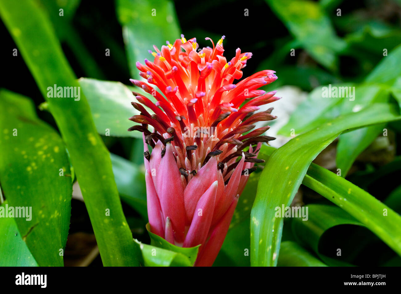 Bromelie, Hawaii Tropical Botanical Garden, Onemea, Hamakua Küste, Insel von Hawaii Stockfoto