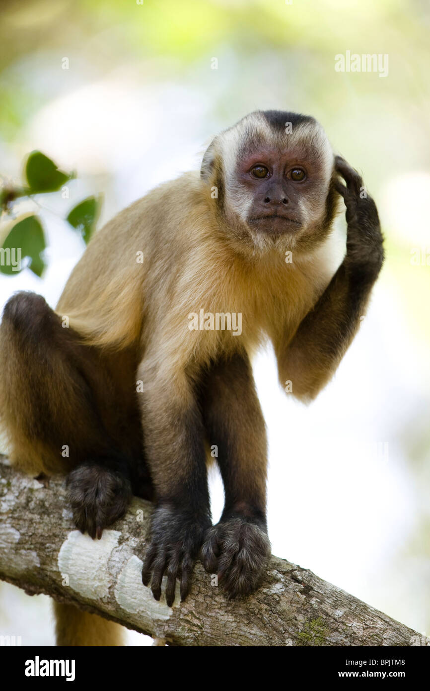Brauner Kapuziner Affe, Cabus Apella kratzen Ohr im Pantanal NP, Brasilien. Stockfoto
