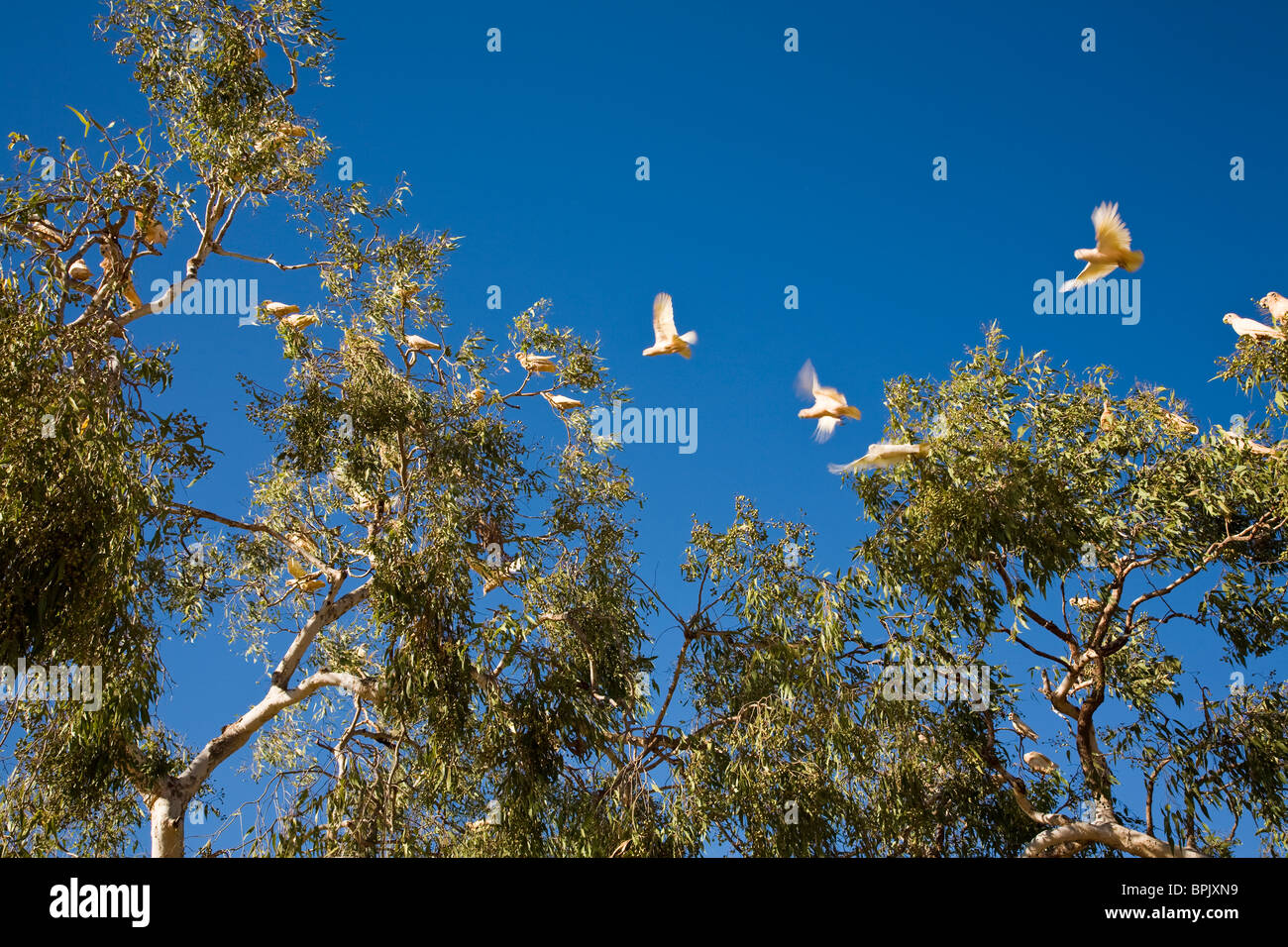 Kakadus flattern über einen Kaugummi Baum in Broome Western Australia Stockfoto