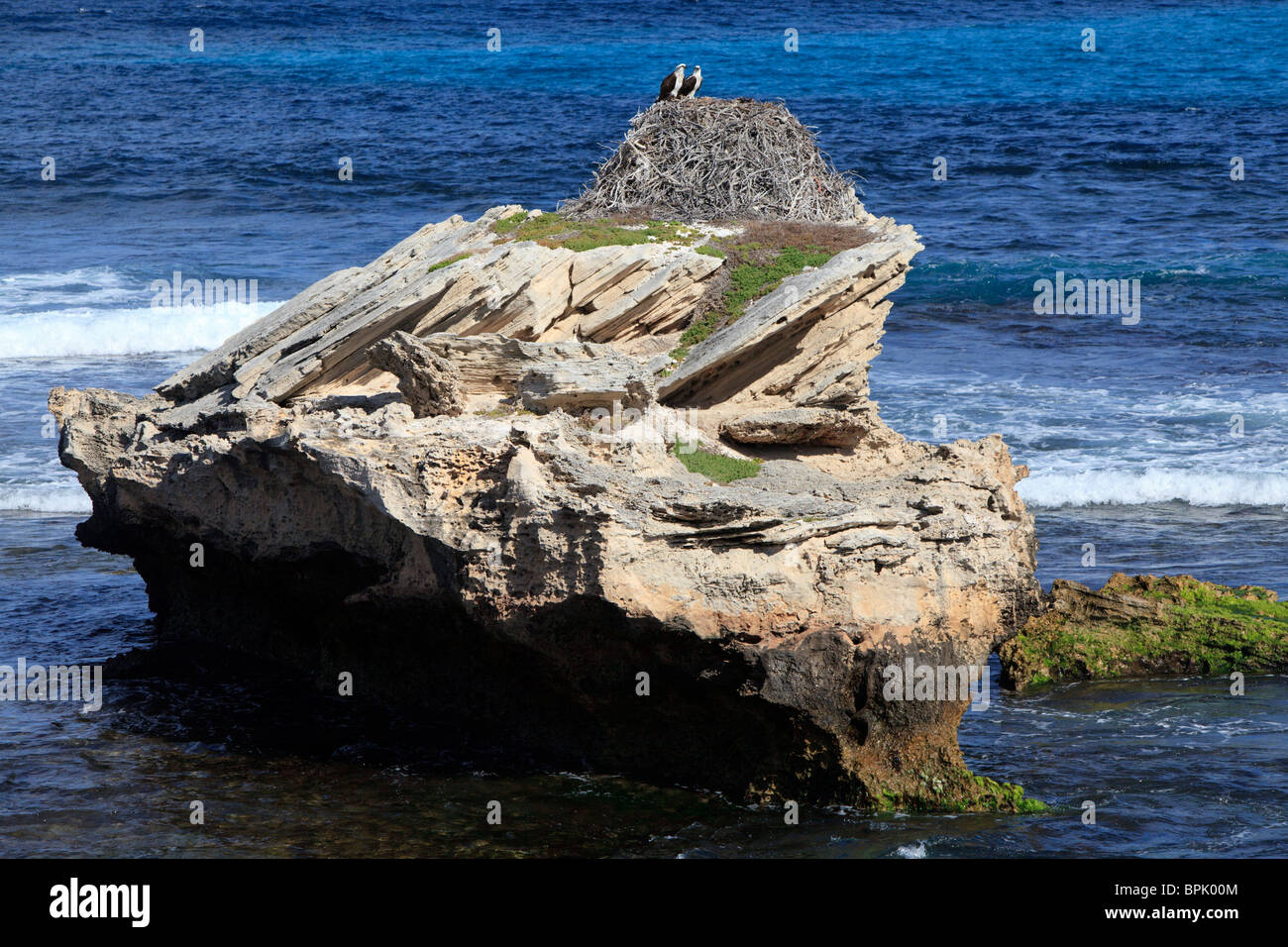 70 Jahre alten osprey Nest Stockfoto