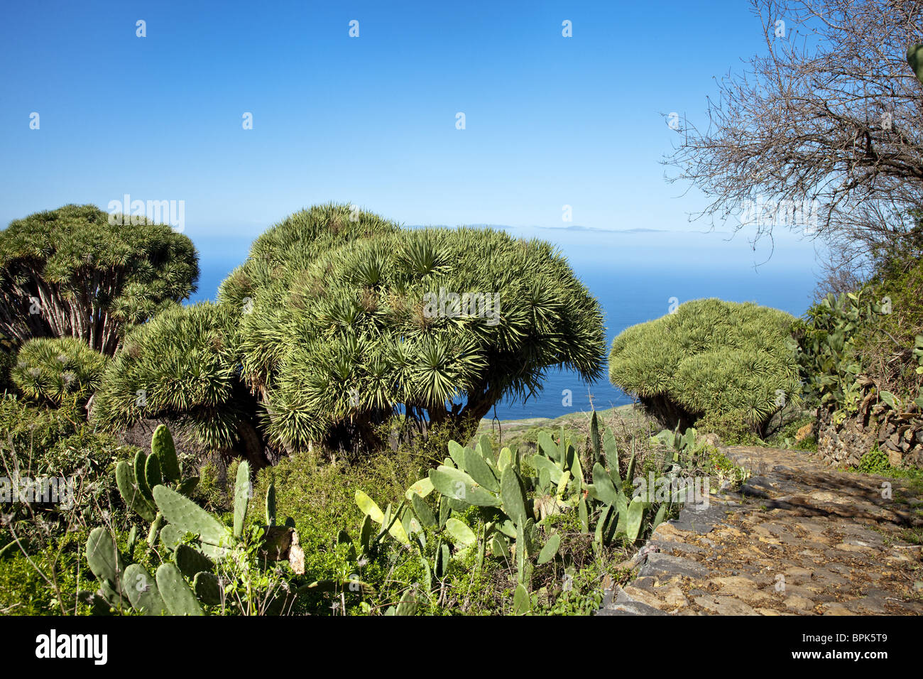 Drachenbäume und Kakteen im Sonnenlicht, Las Tricias, La Palma, Kanarische Inseln, Spanien, Europa Stockfoto