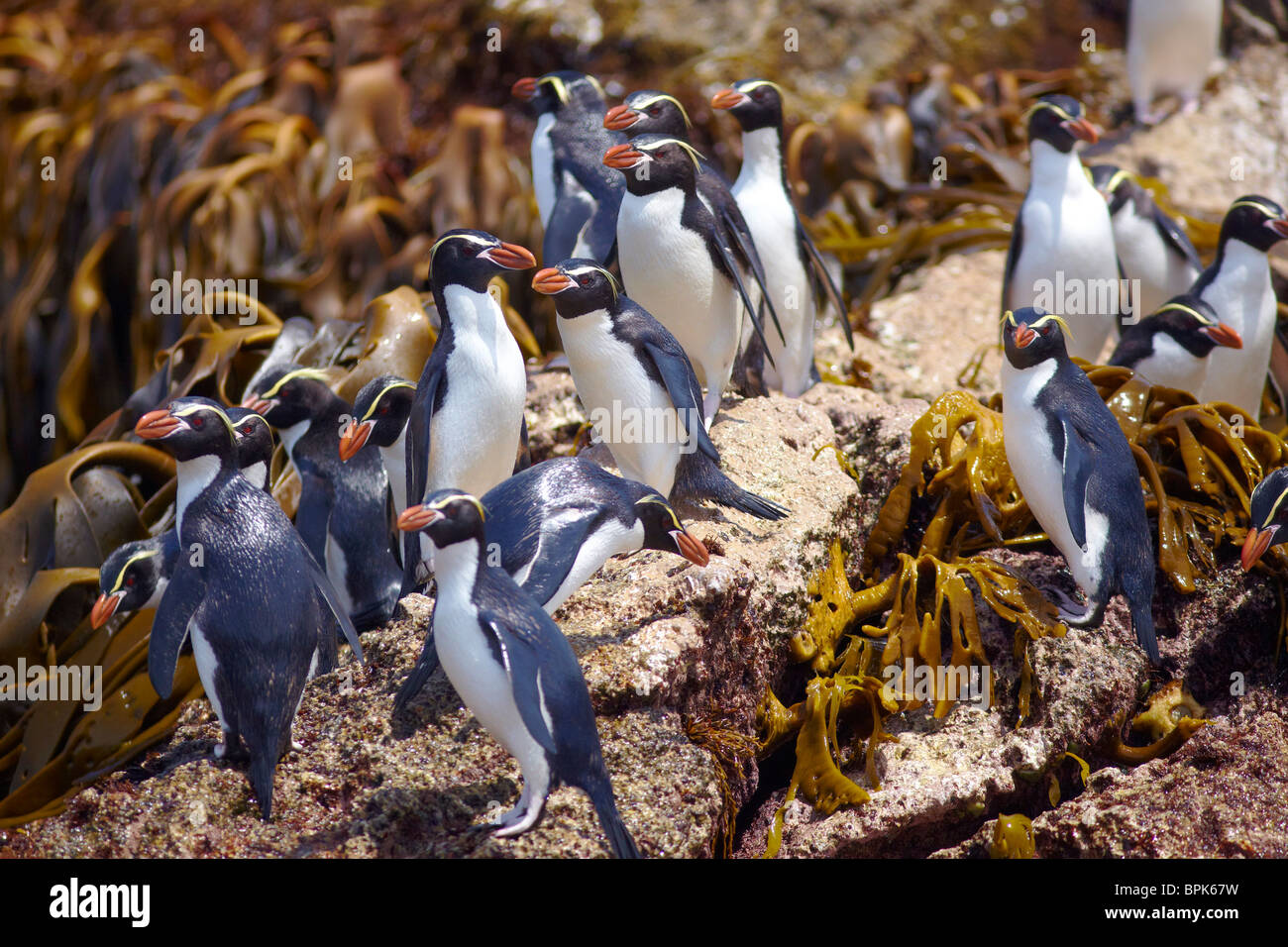 Schlingen Pinguine sammeln auf den Felsen Stockfoto