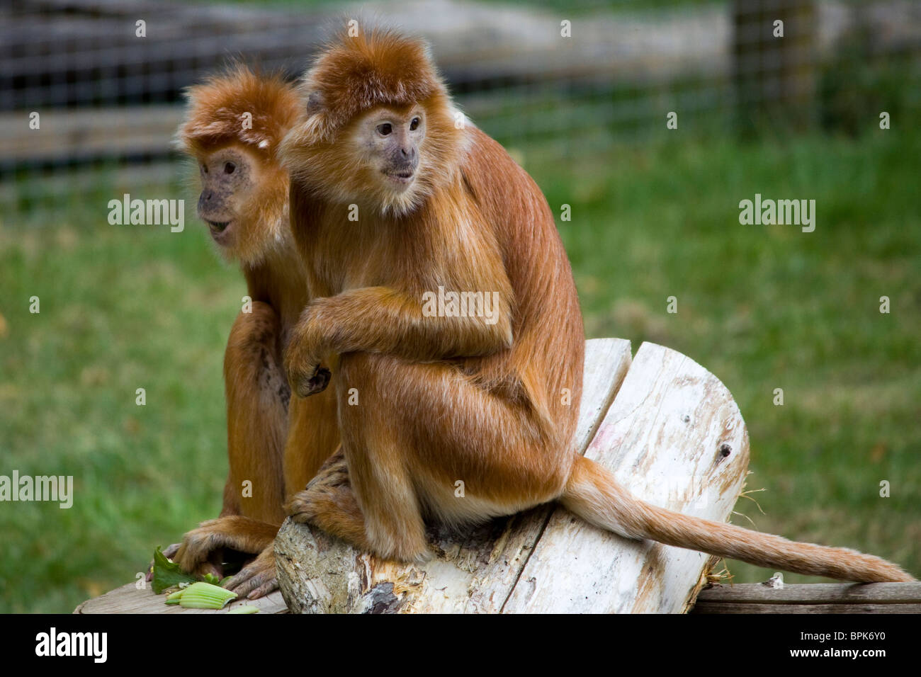 Paar braune Javan Languren-Affen füttern auf Baumstamm Stockfoto