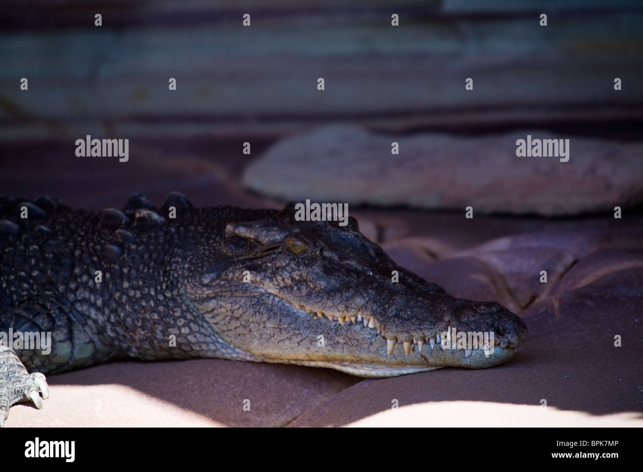 Salzwasserkrokodil geschützt unter einem Überhang Sandstein neben der King George River Kimberley Küste Western Australia Stockfoto