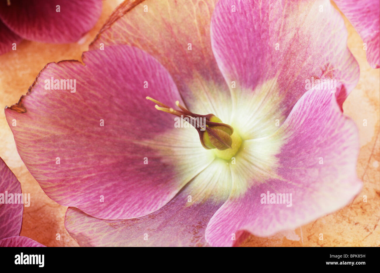 Nahaufnahme von rosa und weiße Blume der Fastenzeit Rose oder Helleborus Orientalis liegend mit anderen Flowerheads ihre Vergangenheit prime Stockfoto