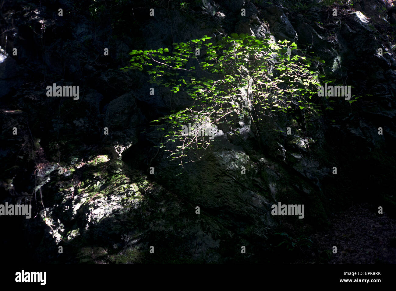 In einem Schacht Sonnenschein klammert sich ein Baum auf eine felsige Felsspitze im tiefen englischen Wald. Stockfoto