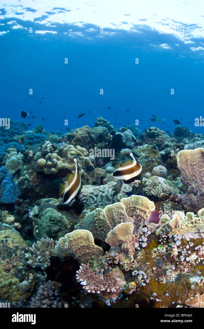 Korallenriff vor der Küste von Bali in Indonesien Stockfoto