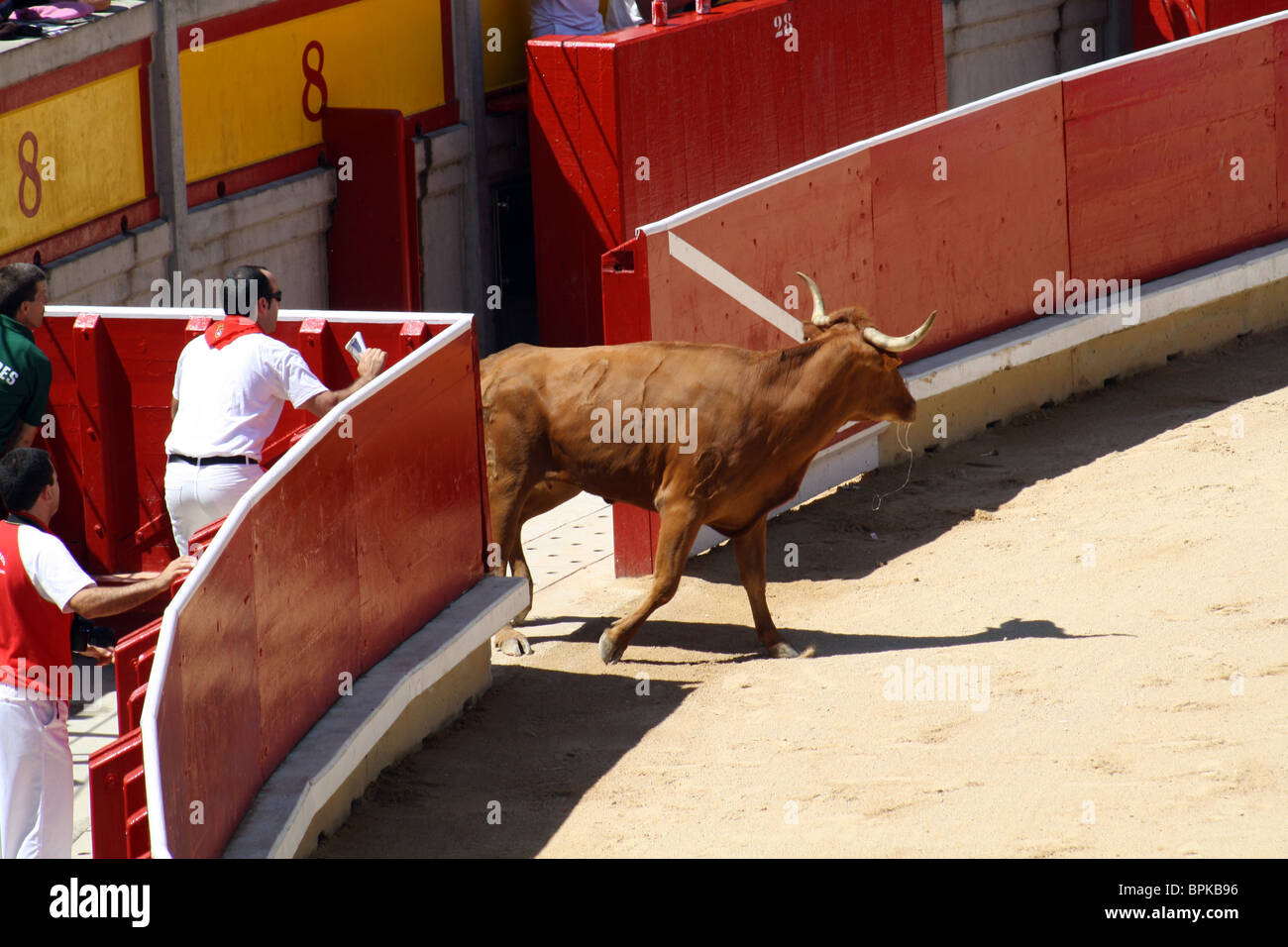 Gefährliche Färse in Pamplona während der Sanfermines 2009. Stockfoto