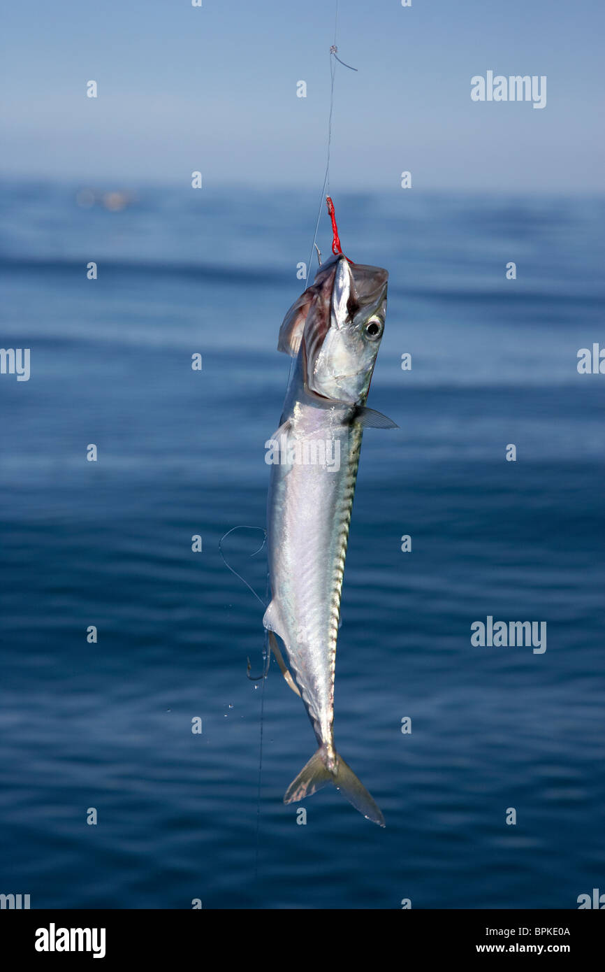 Makrele Fisch gefangen auf Linie und Haken aus dem Meer im Vereinigten Königreich Stockfoto