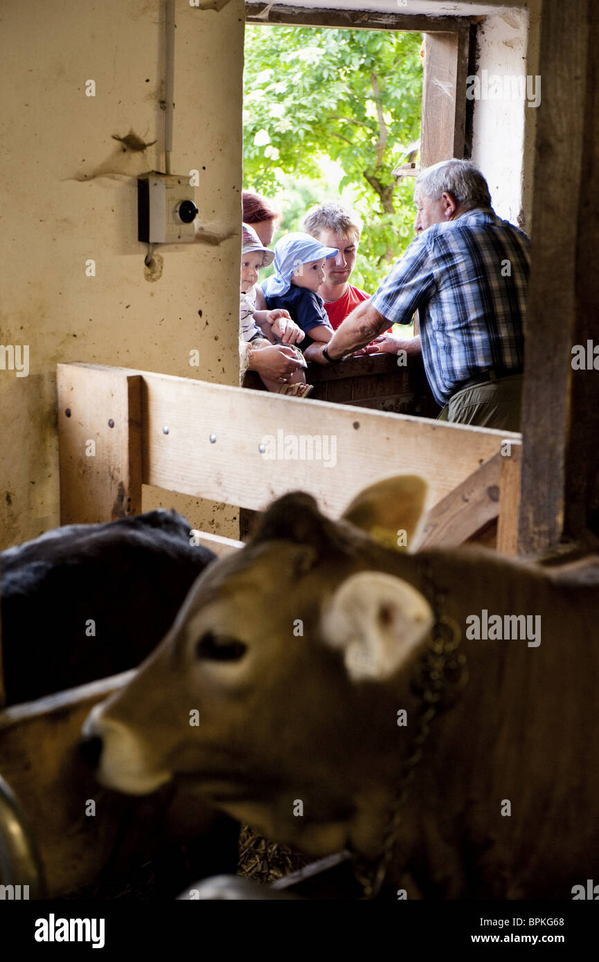 Diener im Kuhstall auf dem Bauernhof, Bauernhof Hinterkaiserhof, Kaisertal, Ebbs, Tirol, Österreich Stockfoto