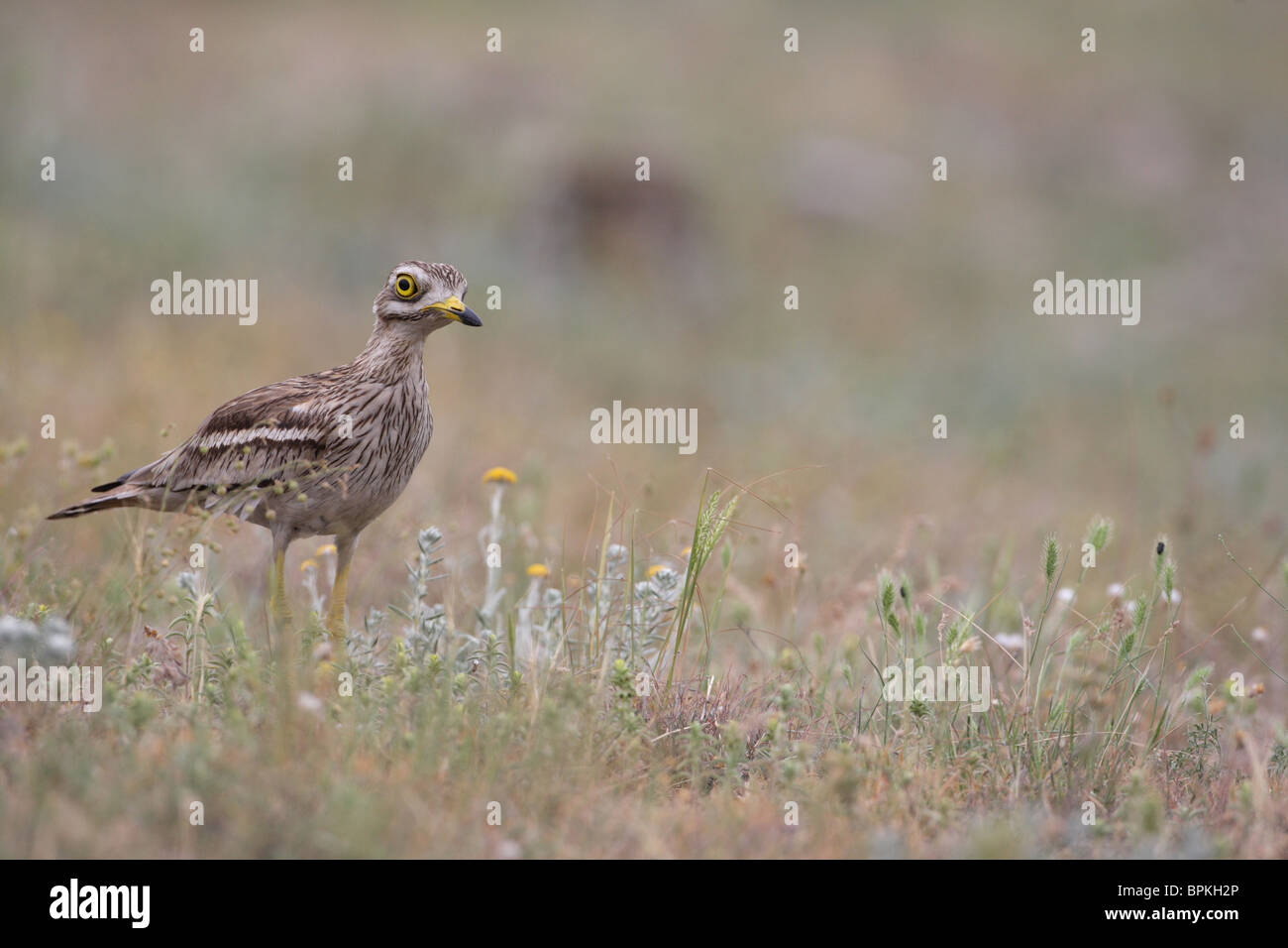 Eurasische Stein-Brachvogel, Dikkops oder Knie /Burhinus Oedicnemus /, Bulgarien Stockfoto