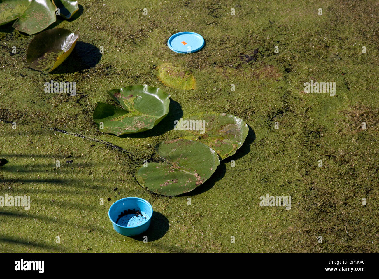 Feste Abfälle Verschmutzung im Süßwasser Teich E USA Stockfoto