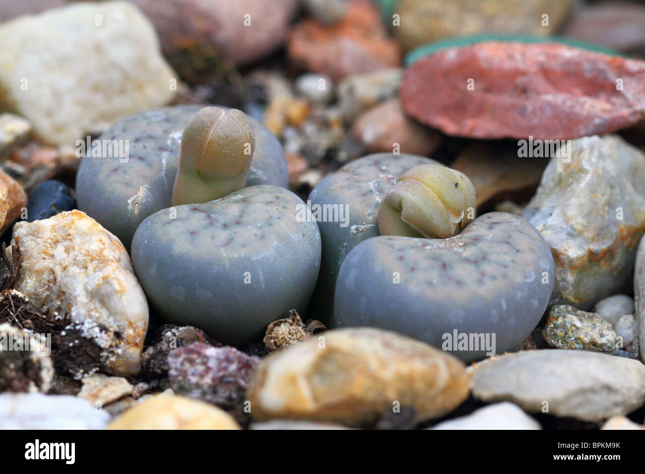 Angehende Stein Pflanzen lebendiger Stein Lithops schwantesii Stockfoto