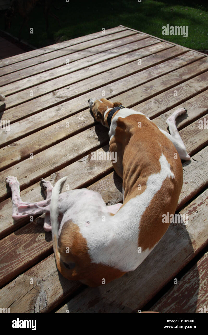 Ein Windhund-Hund liegend auf einem Deck. Stockfoto