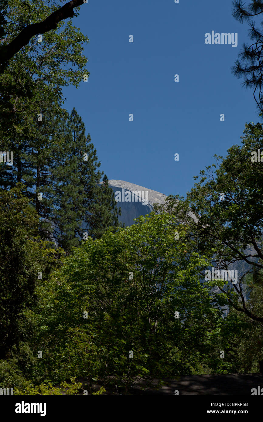 Half Dome und Bäume Stockfoto