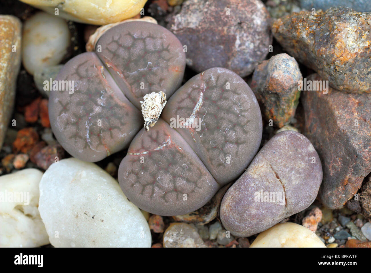 Stein Pflanzen lebendiger Stein, die Lithops Fulviceps hautnah Stockfoto