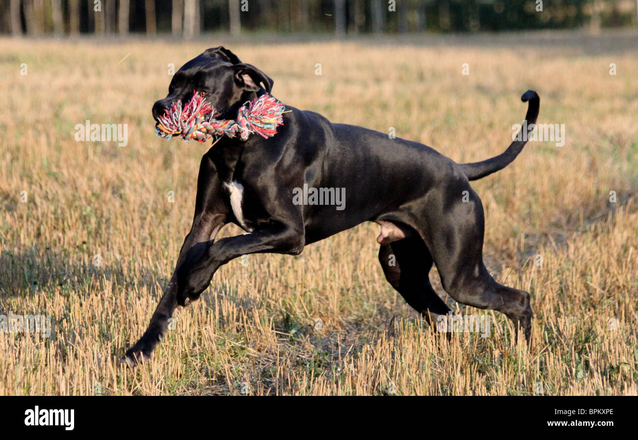 Deutsche Dogge spielen in der Abendsonne Stockfoto