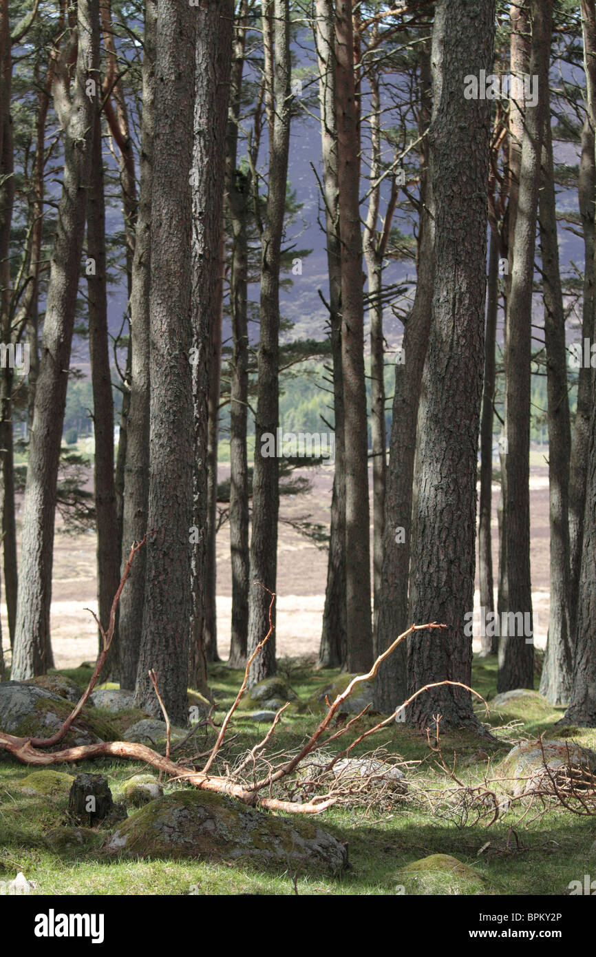 Schottische Bäume Stockfoto