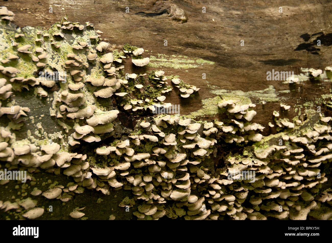 Pilze auf verfallenden Baum. Stockfoto