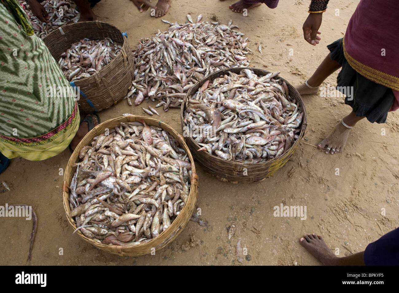 Körbe mit frischem Fisch, umgeben von indischen Frauen und Fischer am Strand von Gopalpur on-Sea, Orissa, Indien. Stockfoto